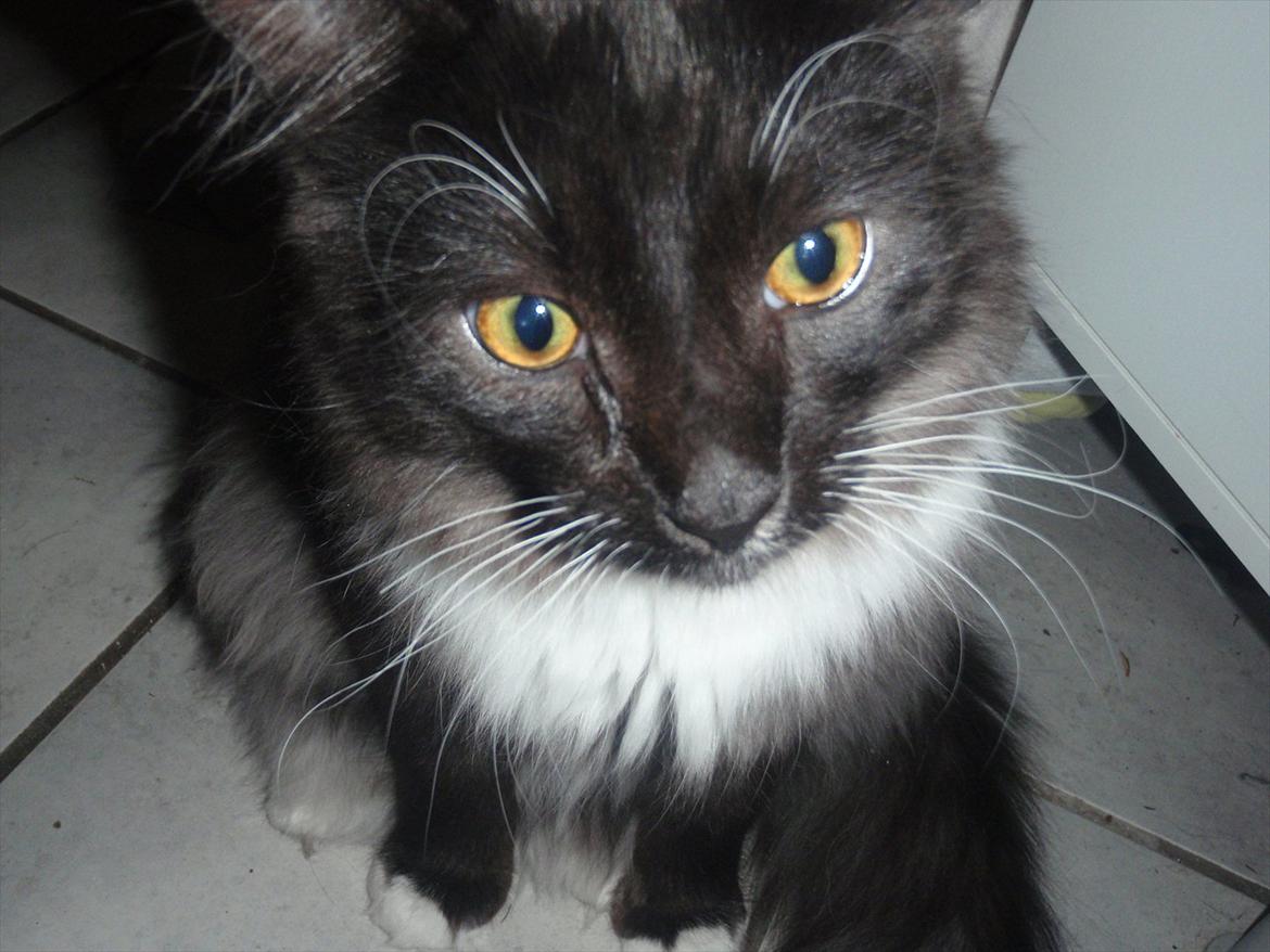 Blanding af racer Tadeus billede 18