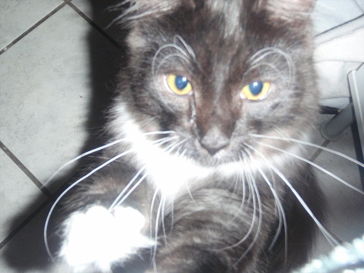 Blanding af racer Tadeus billede 19