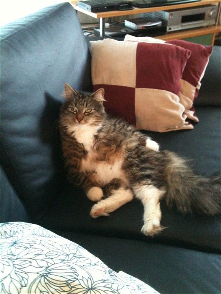 Blanding af racer Fiona billede 20