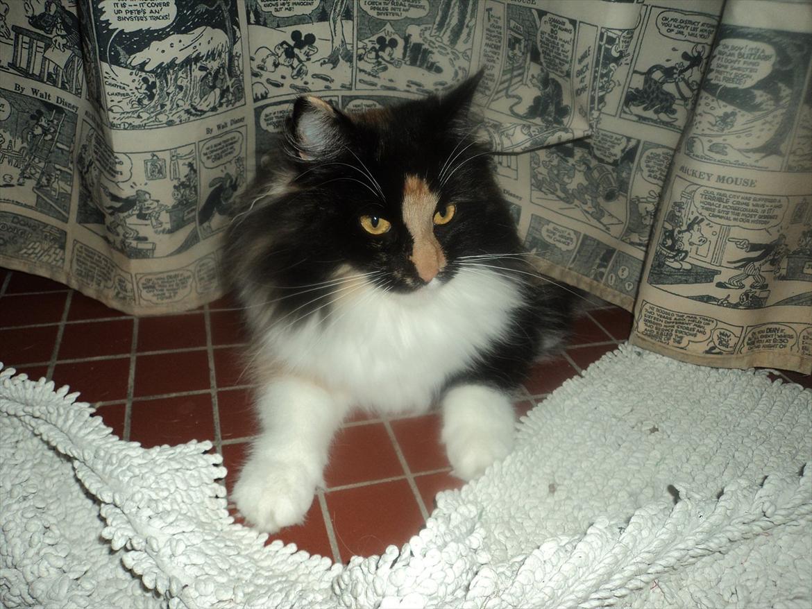 Norsk Skovkat Ødil - Ødil under badeforhænget... billede 6