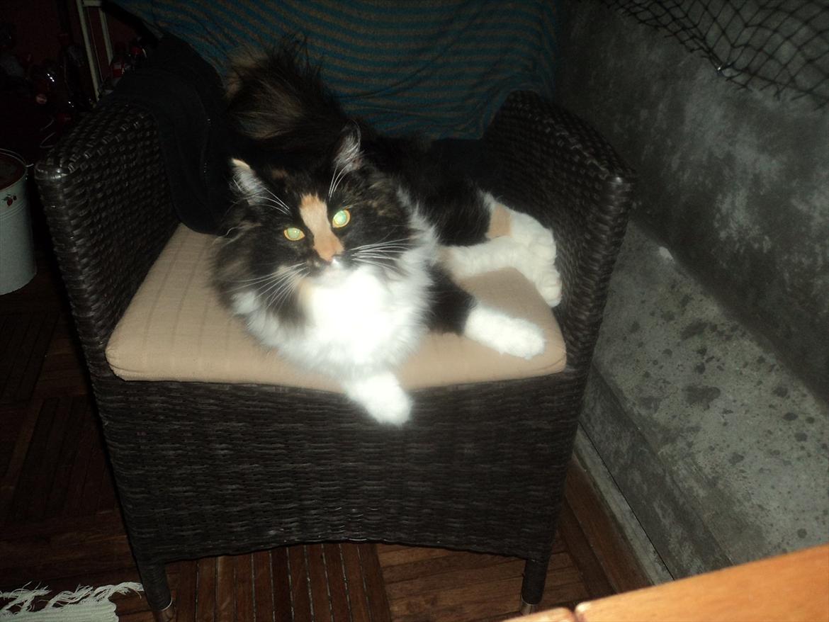 Norsk Skovkat Ødil - Spooky eyes billede 7