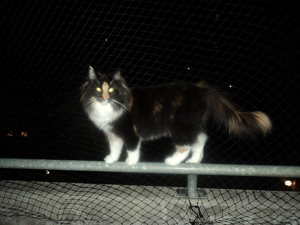 Norsk Skovkat Ødil - I mørke er alle katte grå??? billede 8