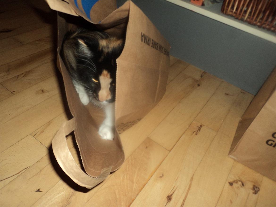 Norsk Skovkat Ødil - En ægte Irmapige. billede 9