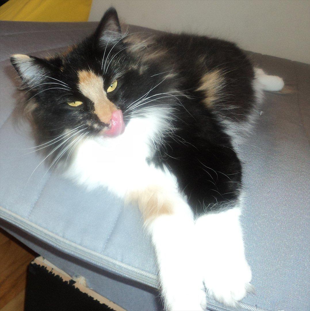 Norsk Skovkat Ødil - Mmmm, du er også lækker. billede 10