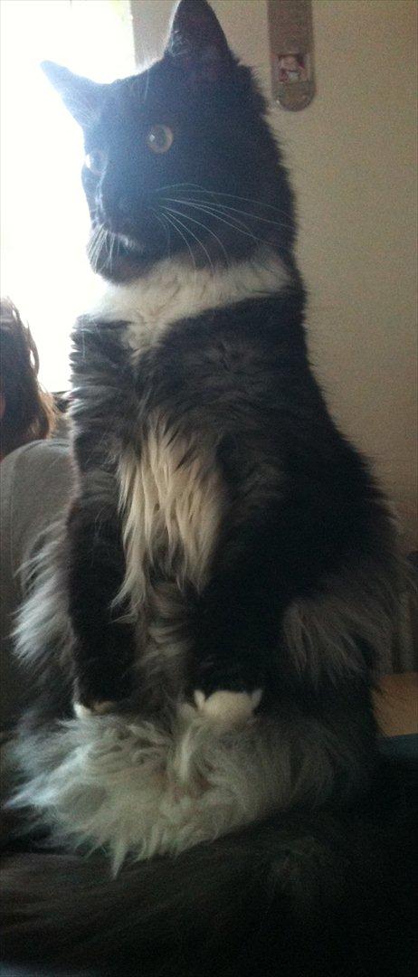 Blanding af racer Tadeus billede 20