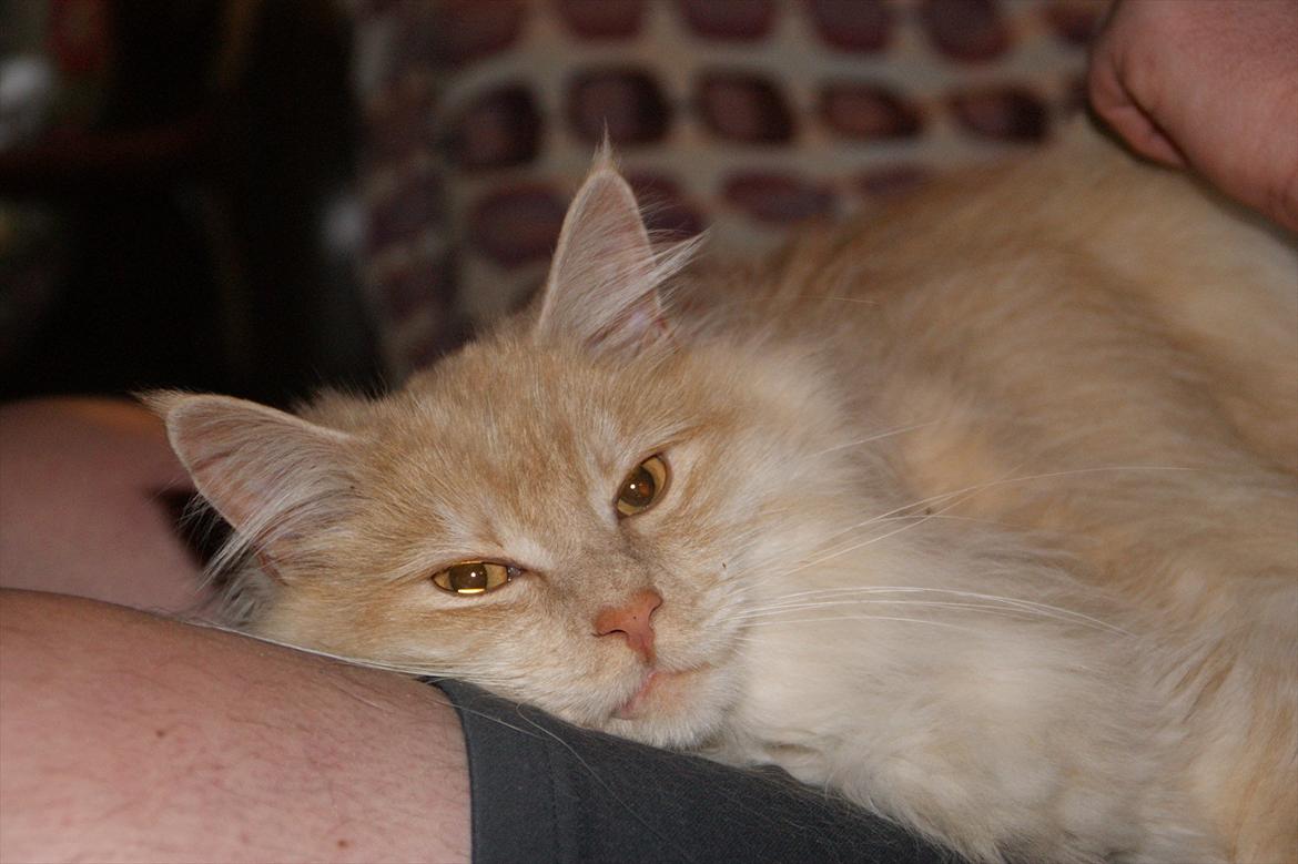 Maine Coon Elvis billede 14