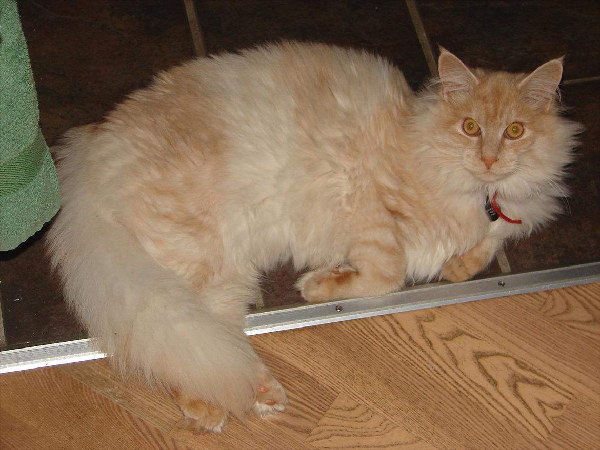 Maine Coon Elvis billede 15