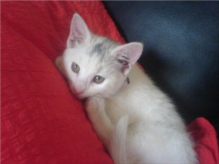 Huskat Angel <3 billede 11