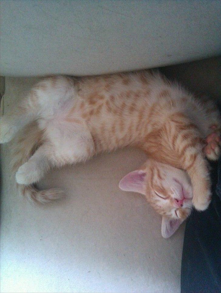 Huskat Balder <3 billede 1