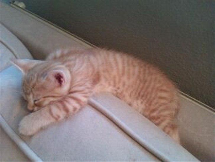 Huskat Balder <3 billede 2