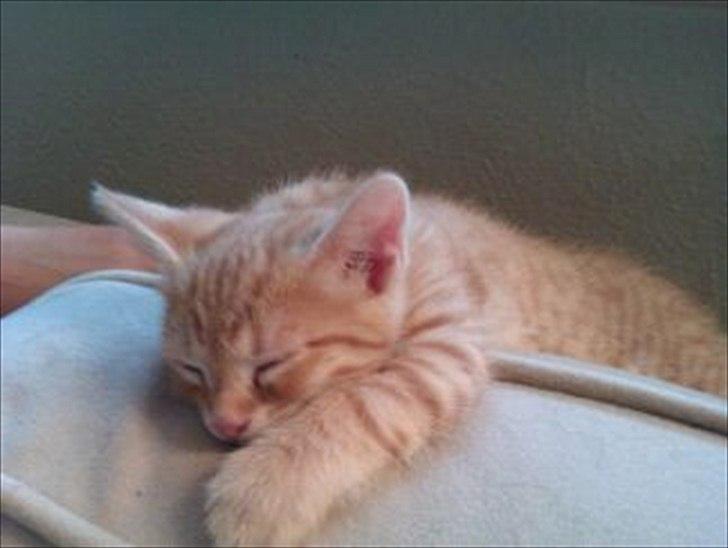 Huskat Balder <3 billede 3