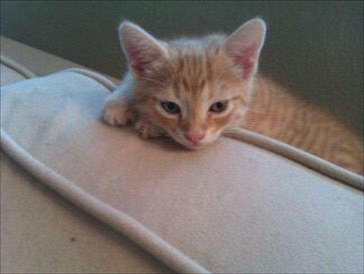 Huskat Balder <3 billede 4