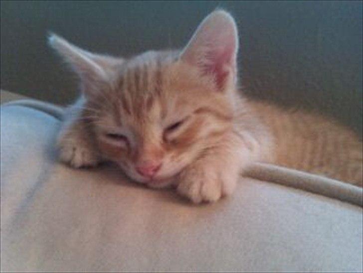 Huskat Balder <3 billede 5