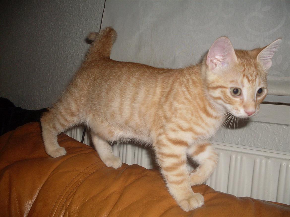 Huskat Balder <3 billede 6