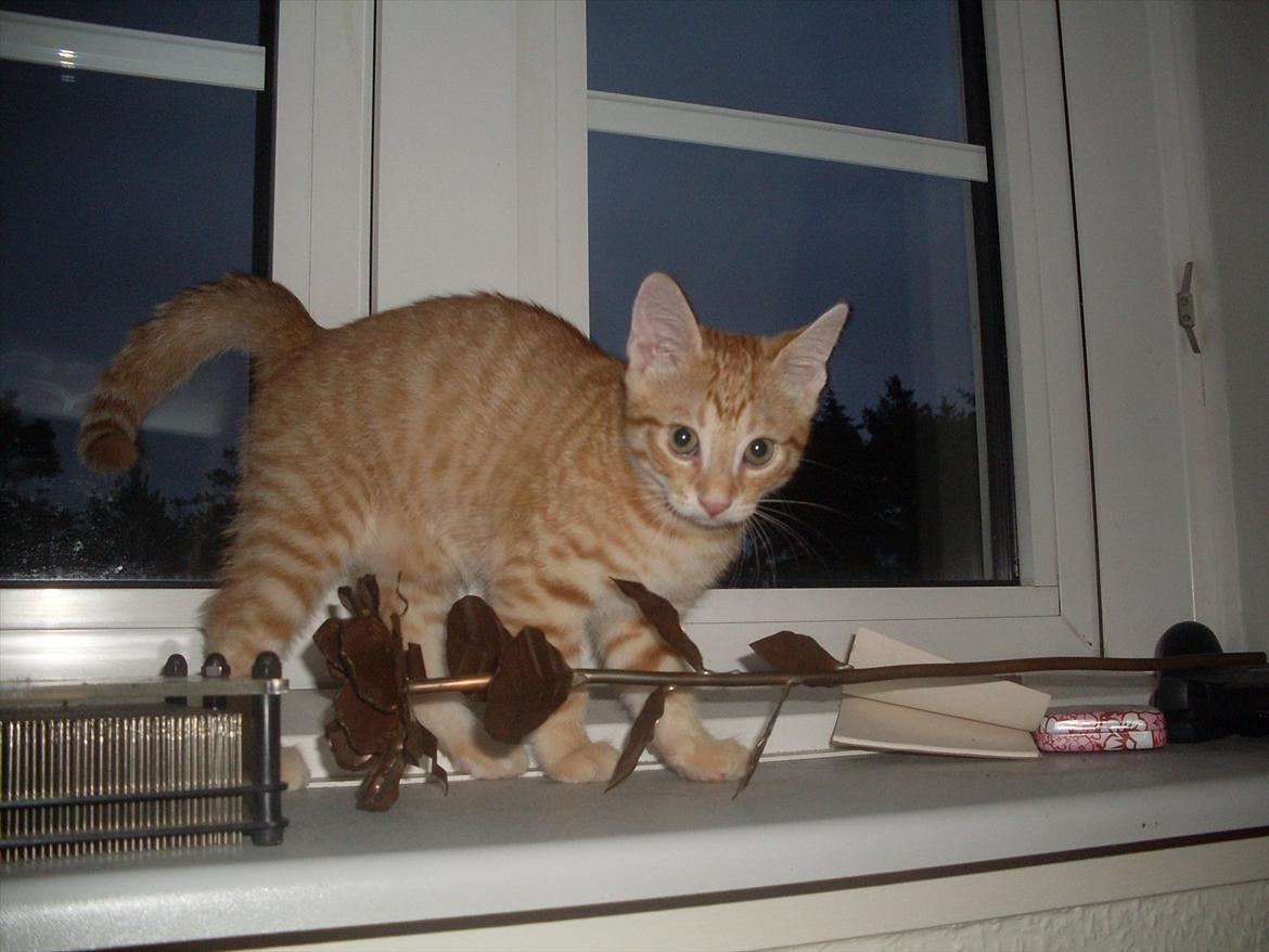 Huskat Balder <3 billede 8