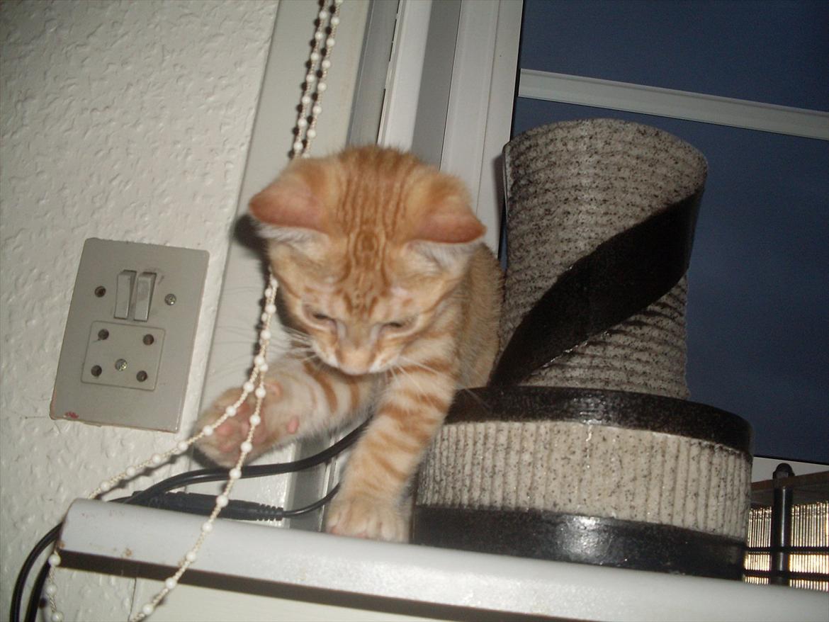 Huskat Balder <3 billede 9