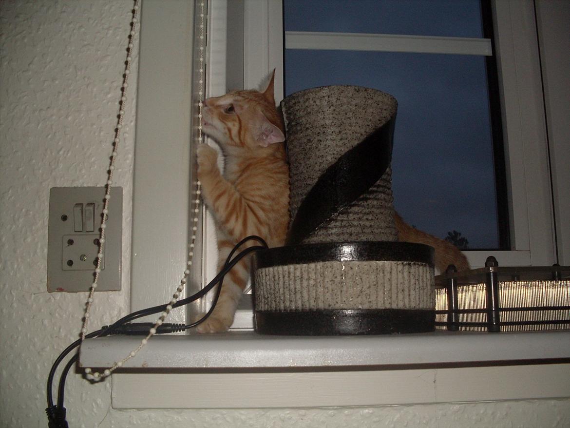 Huskat Balder <3 billede 10