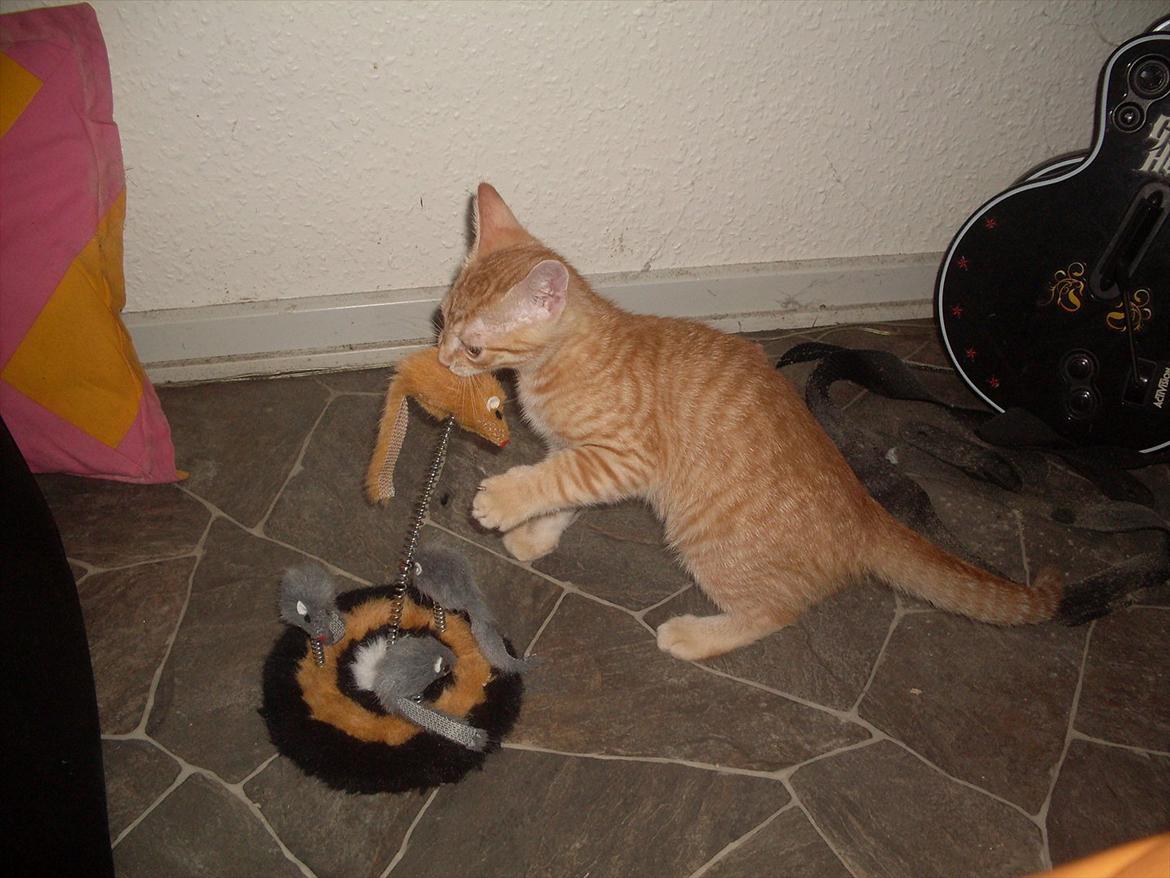 Huskat Balder <3 billede 11