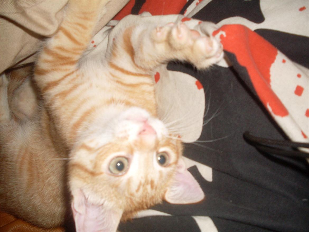 Huskat Balder <3 billede 12