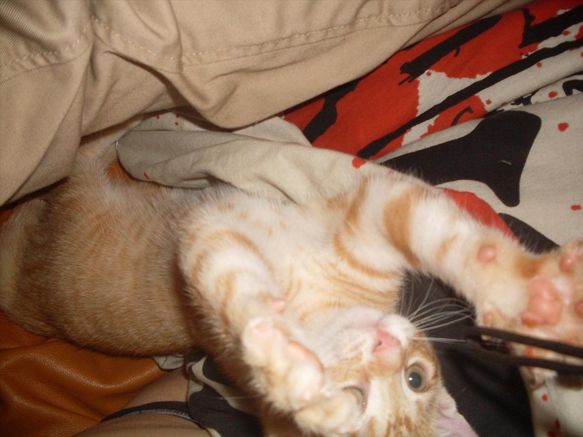 Huskat Balder <3 billede 13