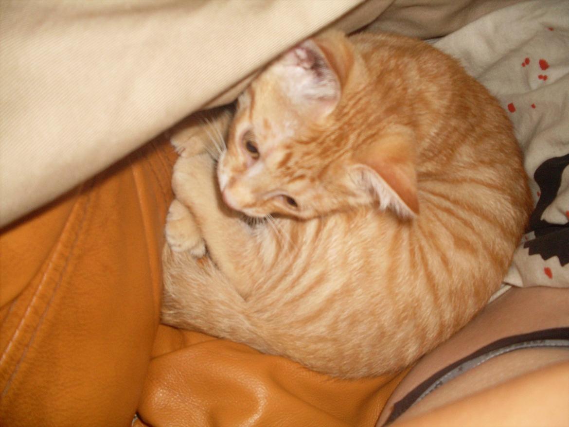 Huskat Balder <3 billede 14