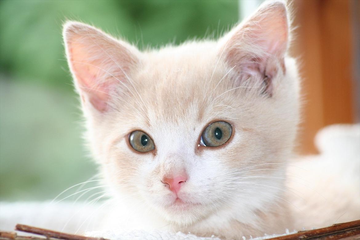 Huskat Teddy Gorm billede 1