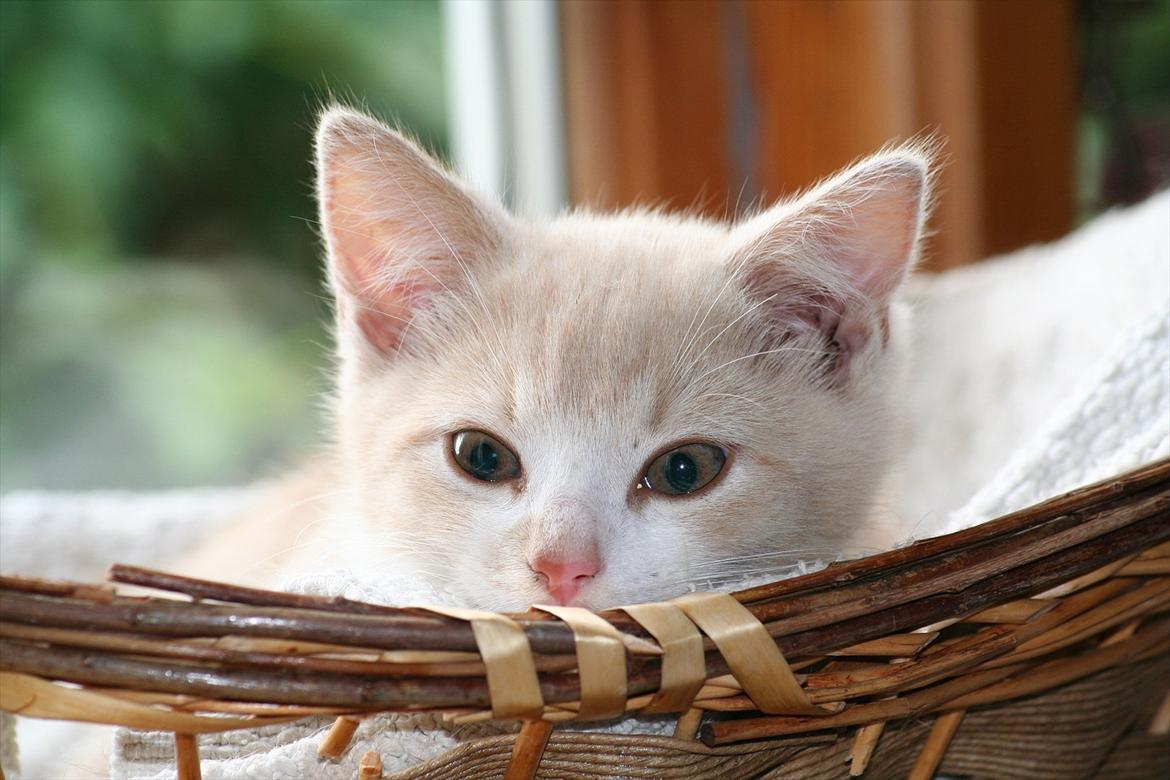 Huskat Teddy Gorm billede 2