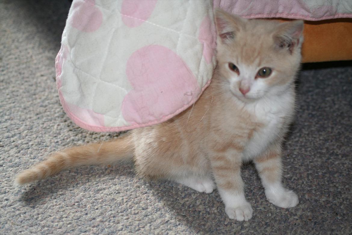 Huskat Teddy Gorm billede 3