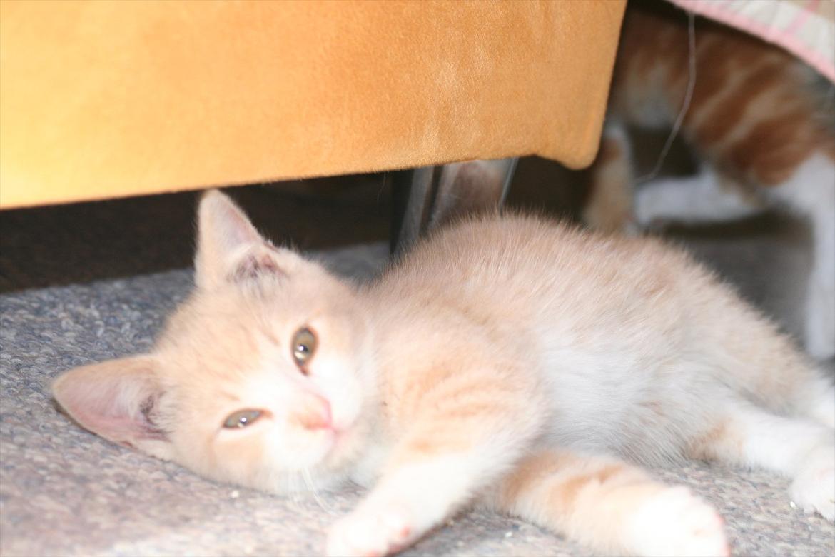 Huskat Teddy Gorm billede 5