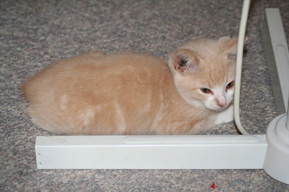 Huskat Teddy Gorm billede 6