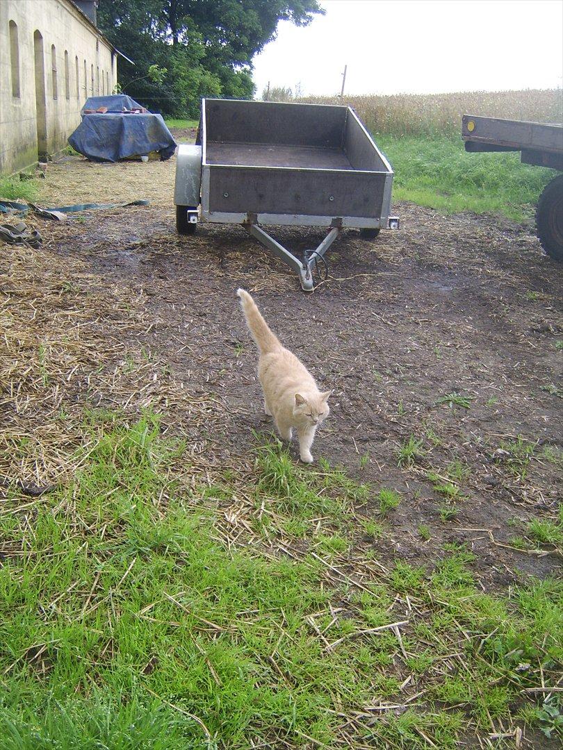 Blanding af racer Fifi billede 11