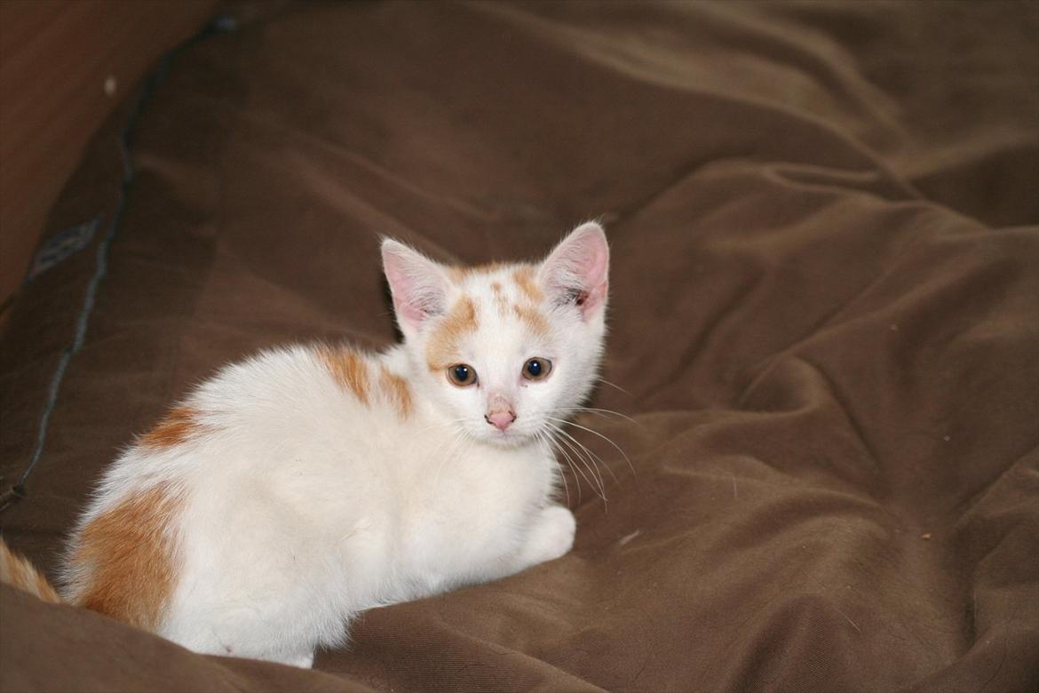 Huskat Gniske billede 2