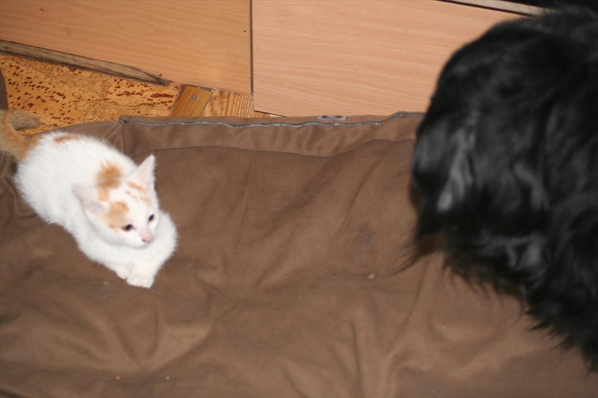 Huskat Gniske billede 4