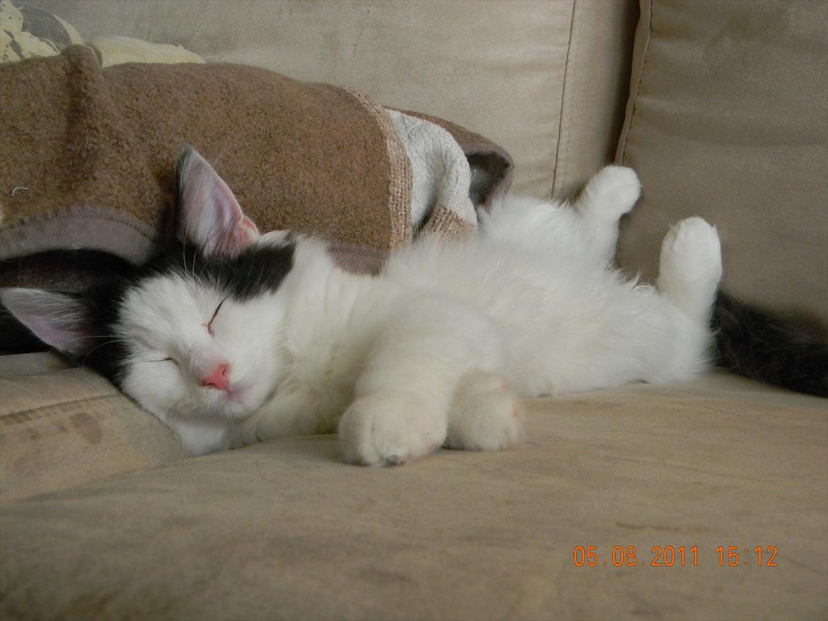 Norsk Skovkat †Wahkan Cheveyo (foder-vært)† billede 16