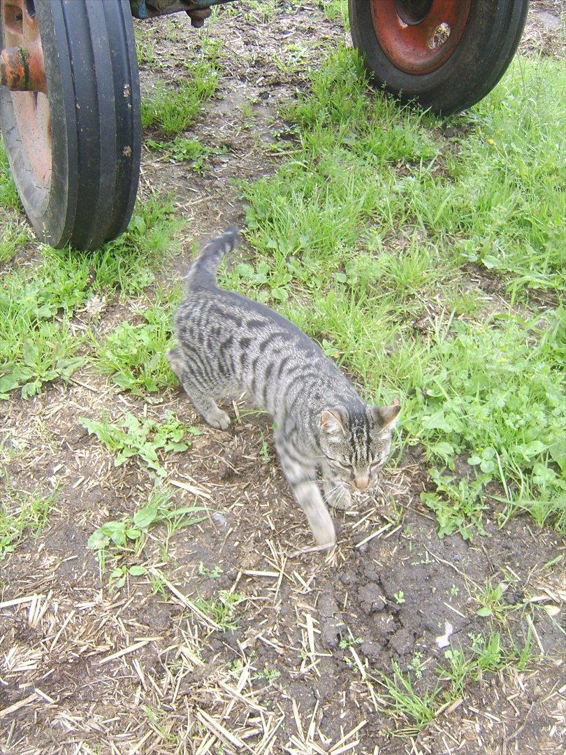 Blanding af racer Max billede 1