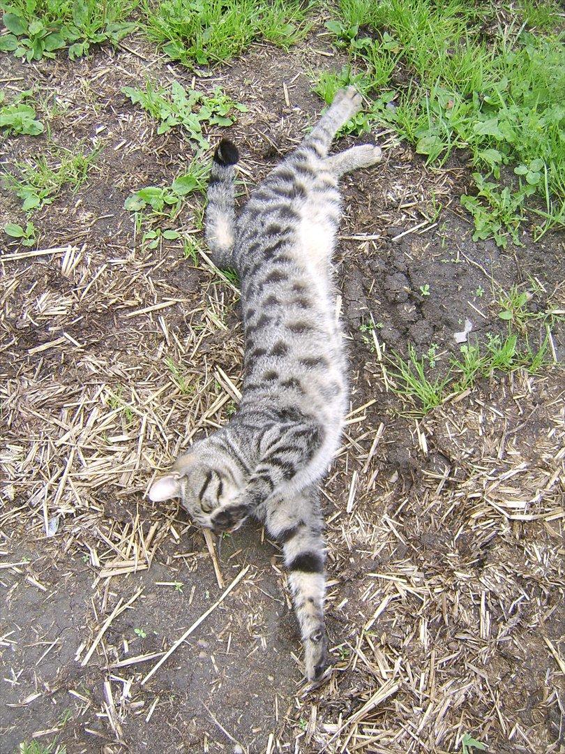 Blanding af racer Max billede 2