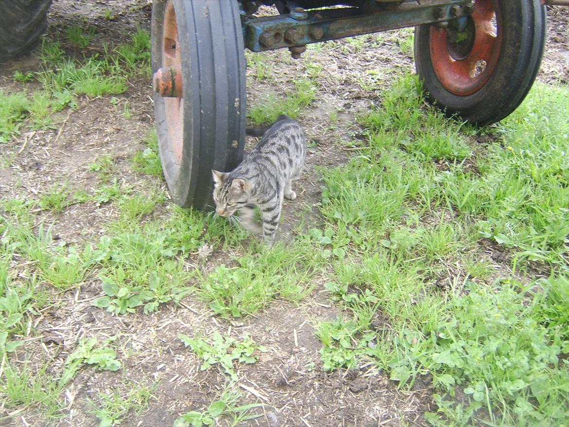 Blanding af racer Max billede 3