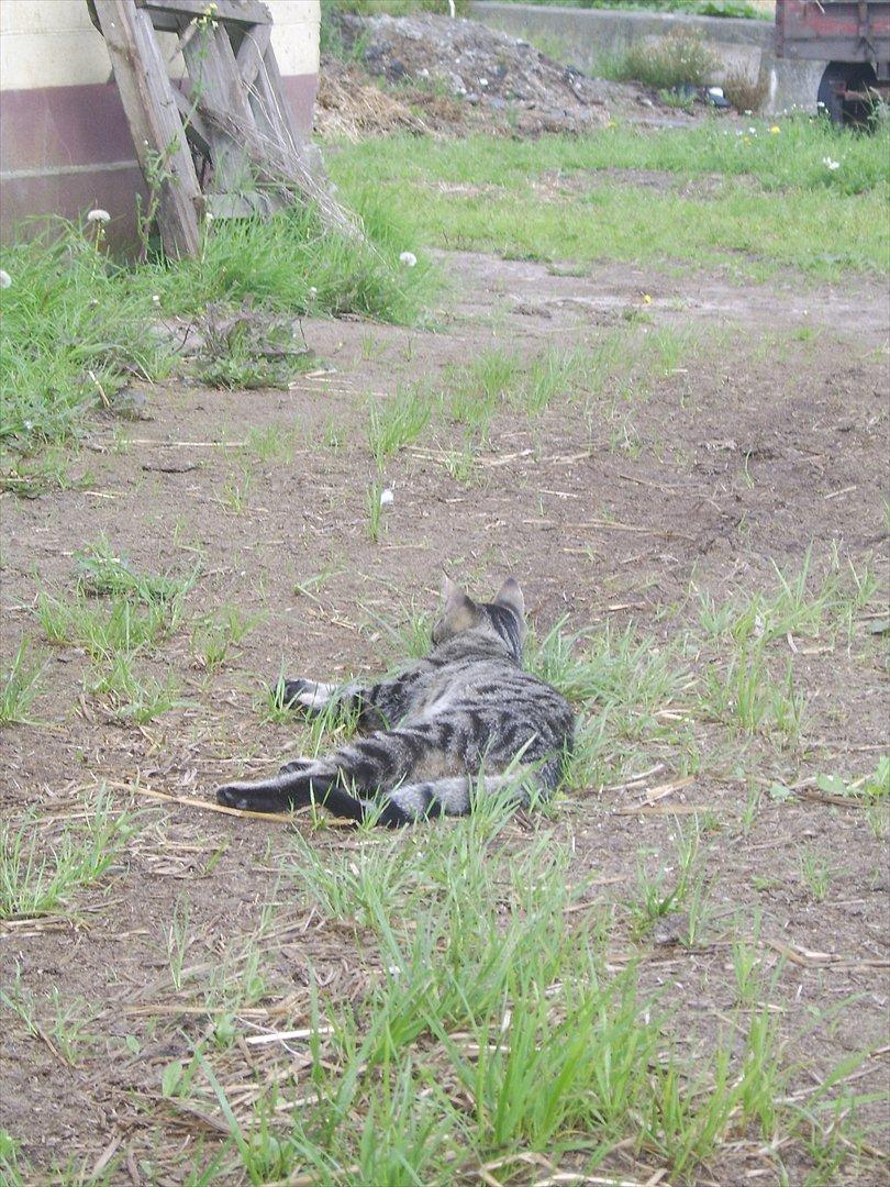 Blanding af racer Max billede 4