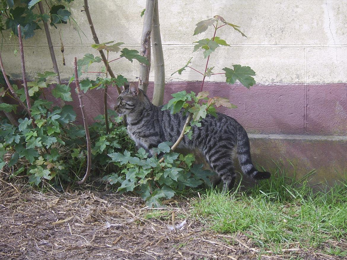 Blanding af racer Max billede 5