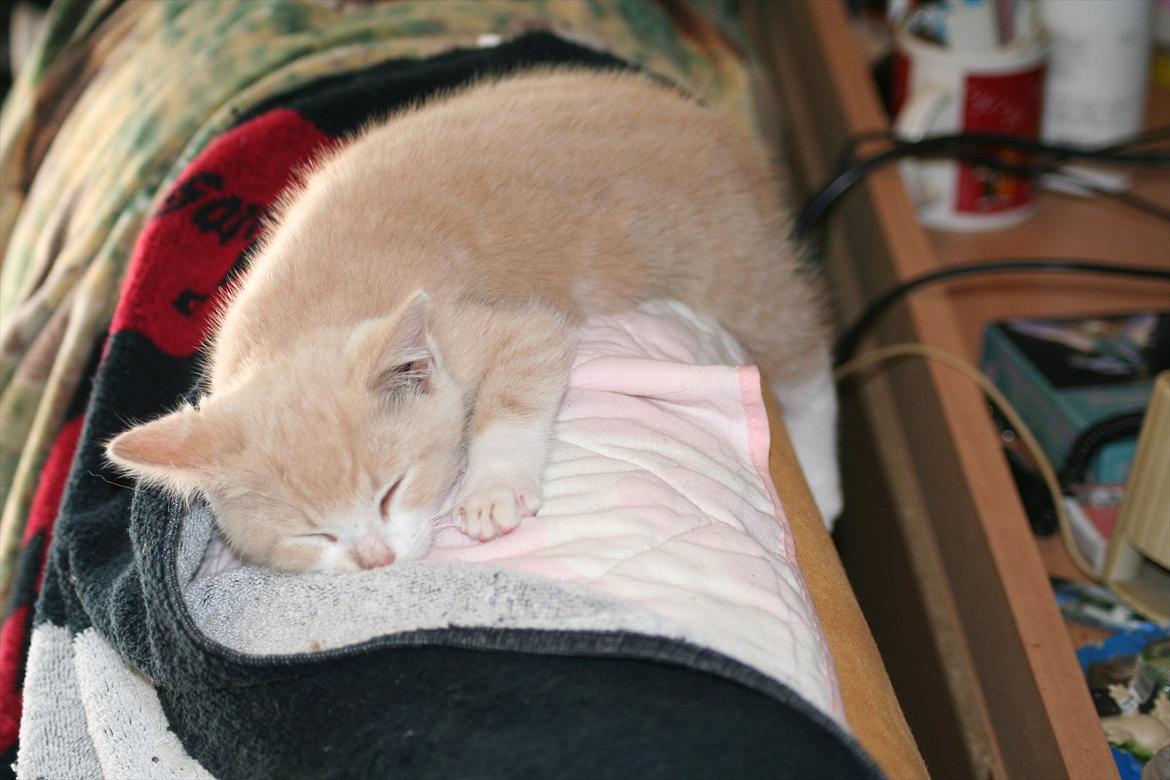 Huskat Teddy Gorm billede 7