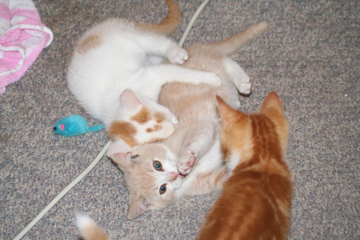 Huskat Teddy Gorm billede 8