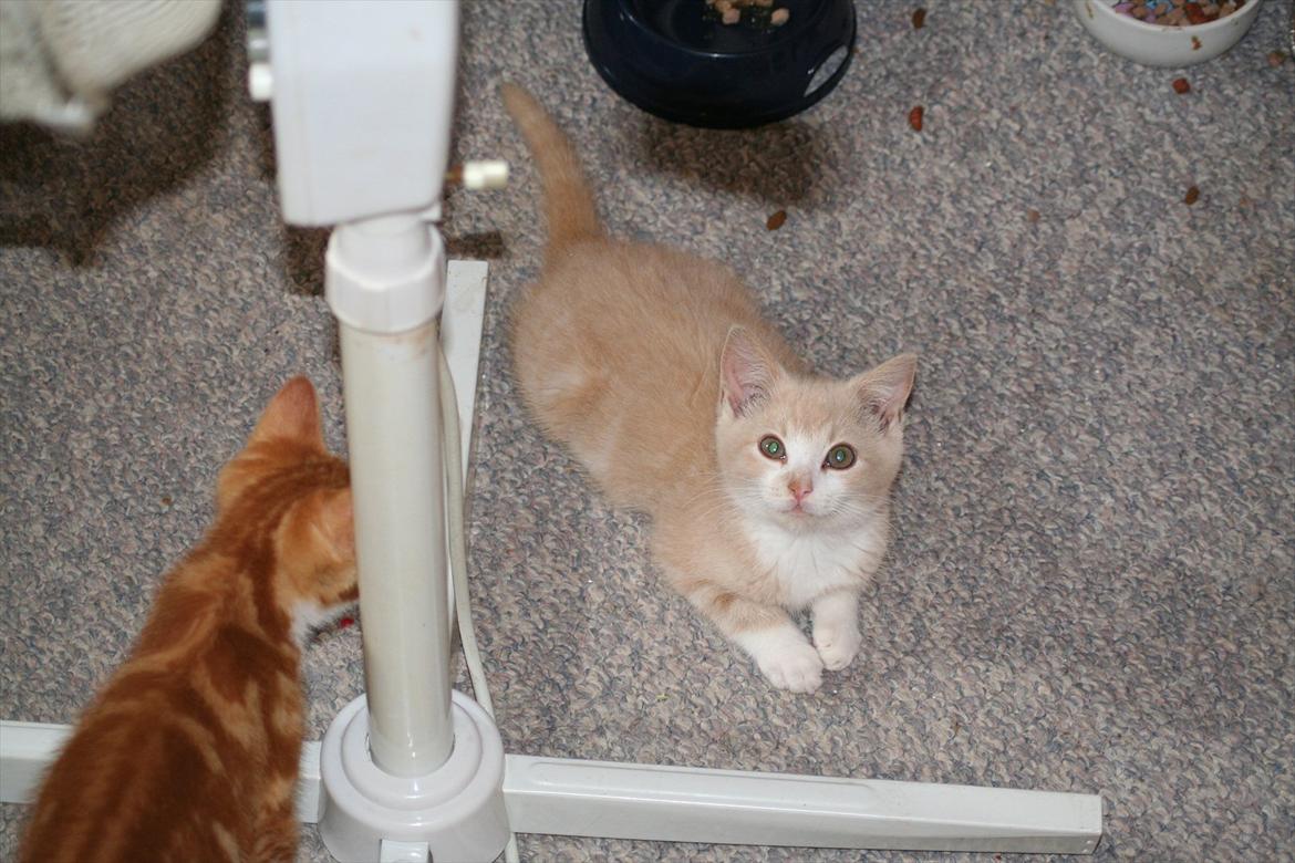 Huskat Teddy Gorm billede 9