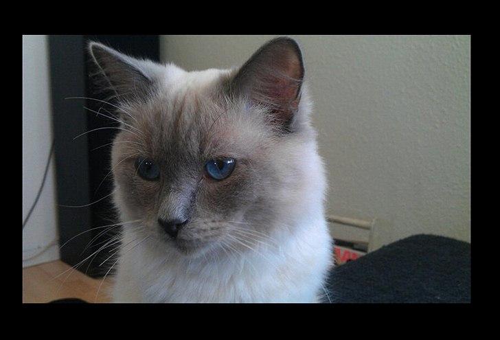 Ragdoll Eigil - En rigtig Eigil Mus billede 11