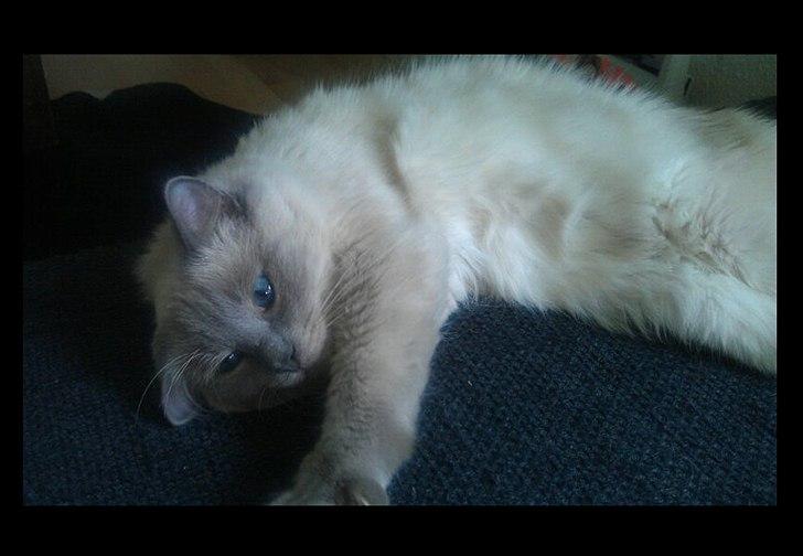 Ragdoll Eigil - Elsker hans udtryk billede 12