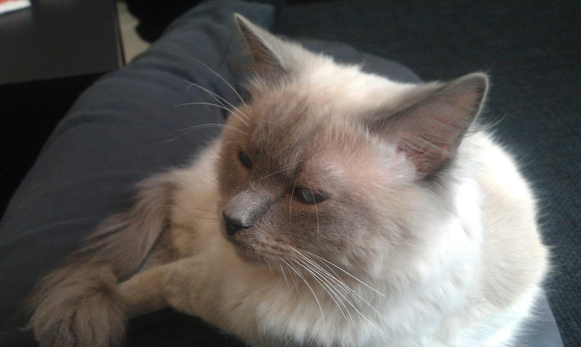 Ragdoll Eigil billede 13