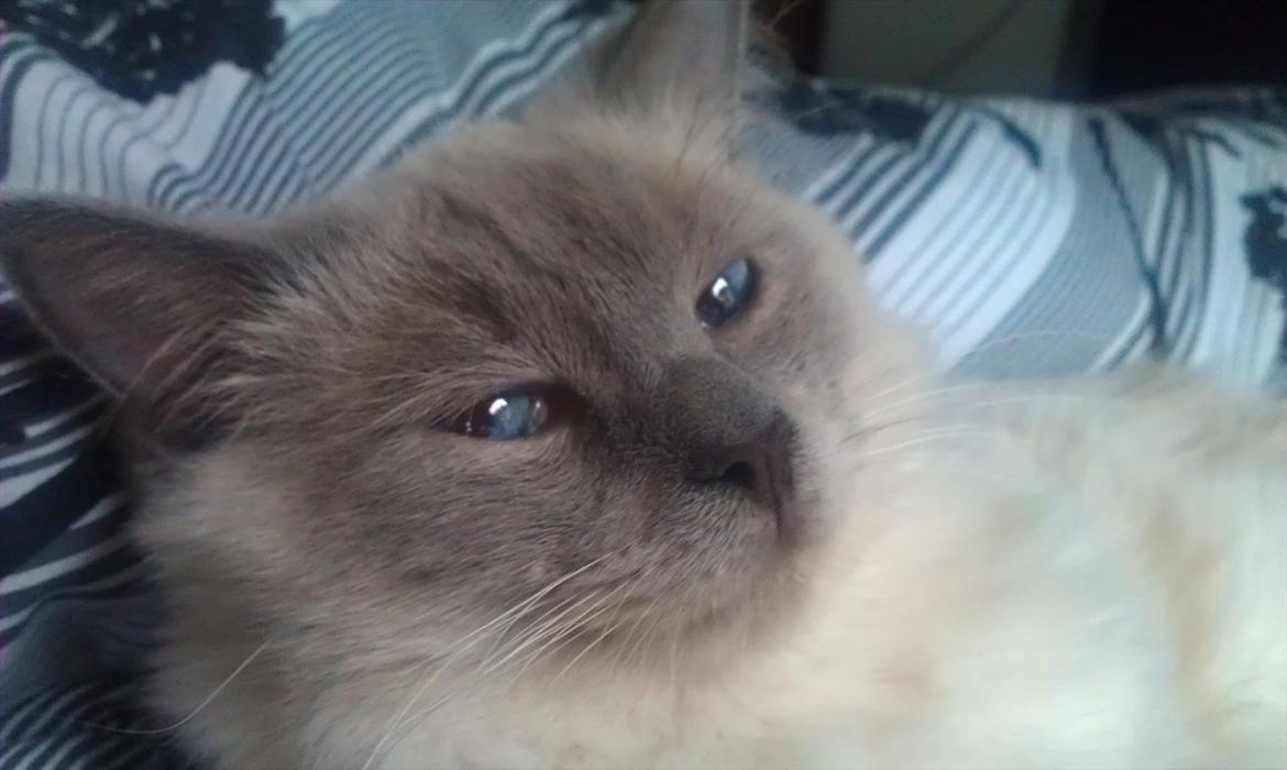 Ragdoll Eigil billede 14