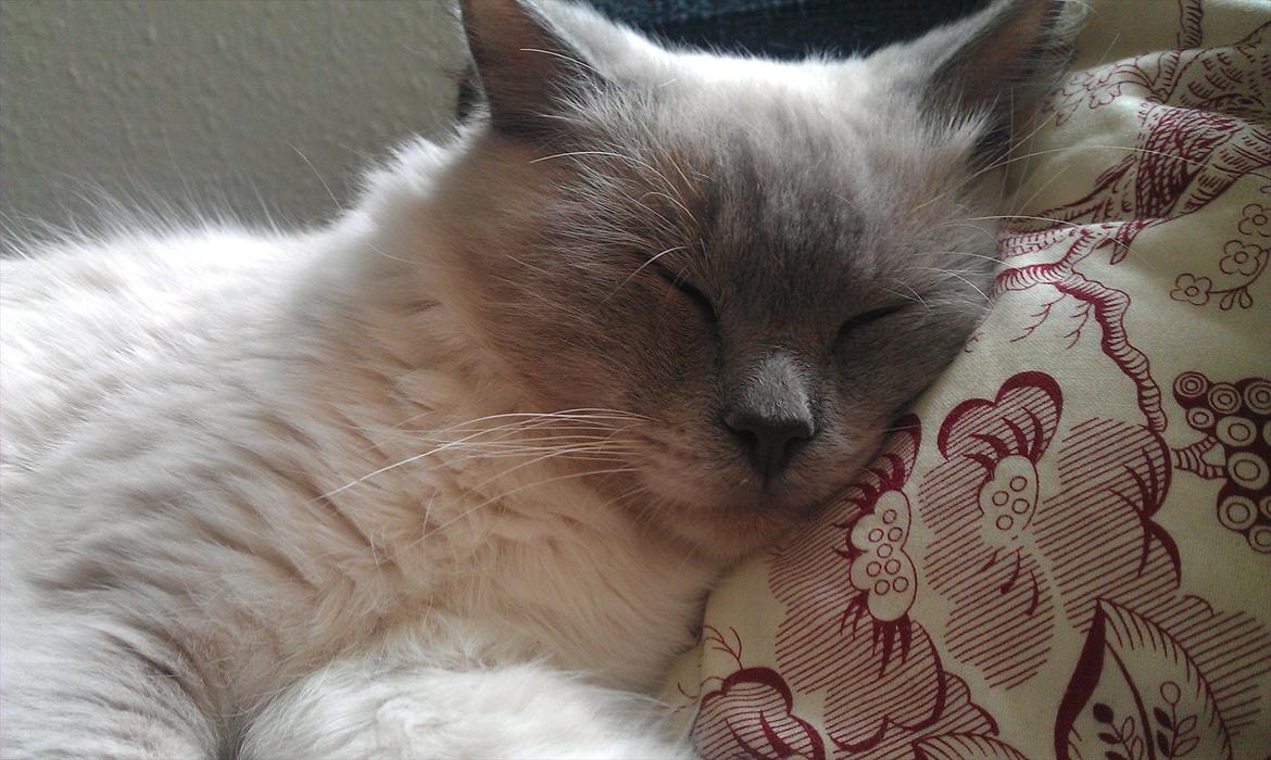 Ragdoll Eigil billede 15