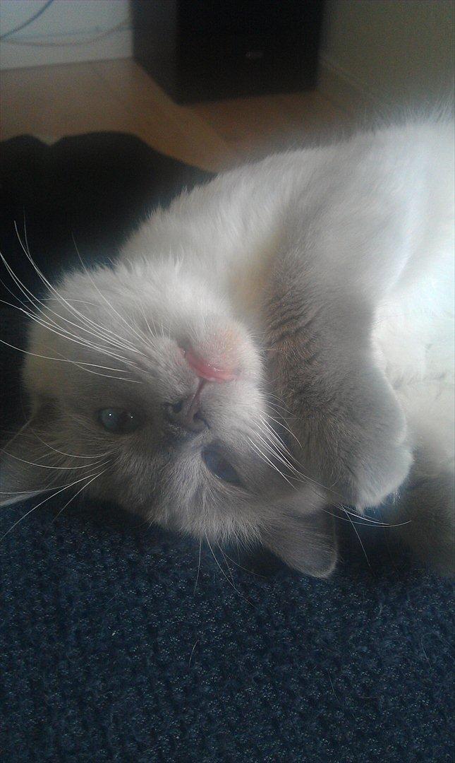 Ragdoll Eigil billede 16