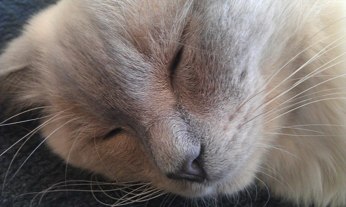 Ragdoll Eigil - Close up..! :D billede 17