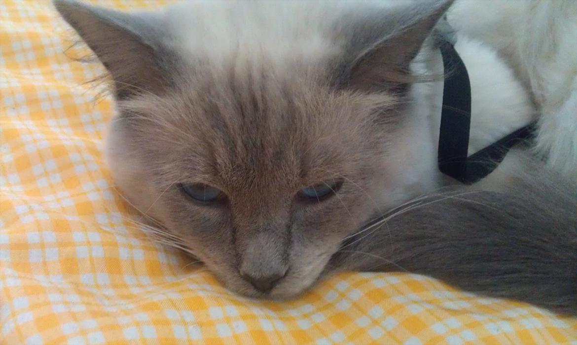 Ragdoll Eigil - Lad mig være i fred... :b billede 2